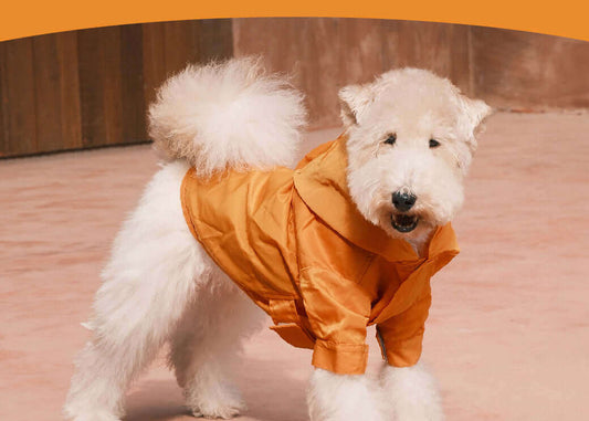 White dog wearing an orange raincoat on a wooden floor.