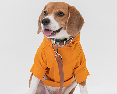 A happy Dog wearing an orange hoodie with a leash on a white background