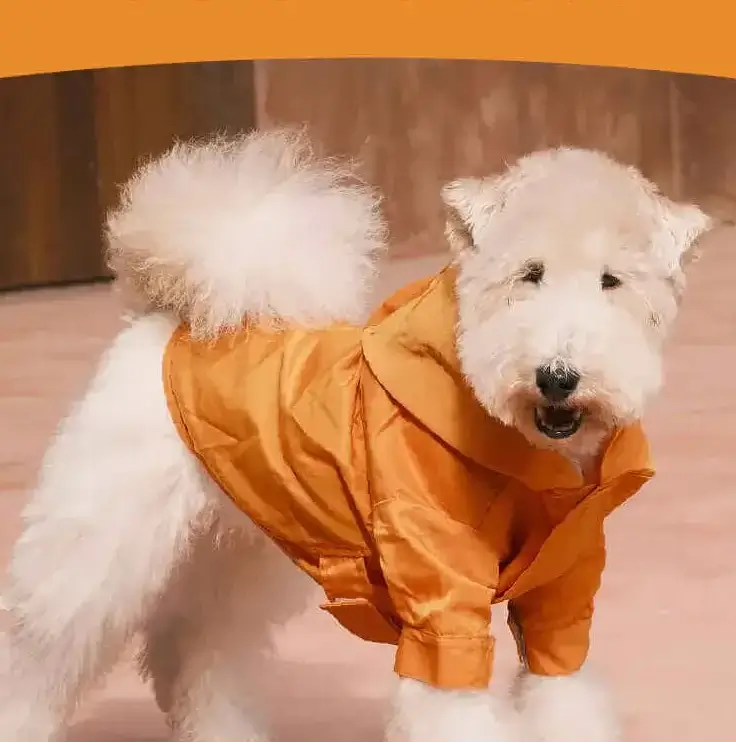 White dog wearing an orange raincoat on a wooden floor.