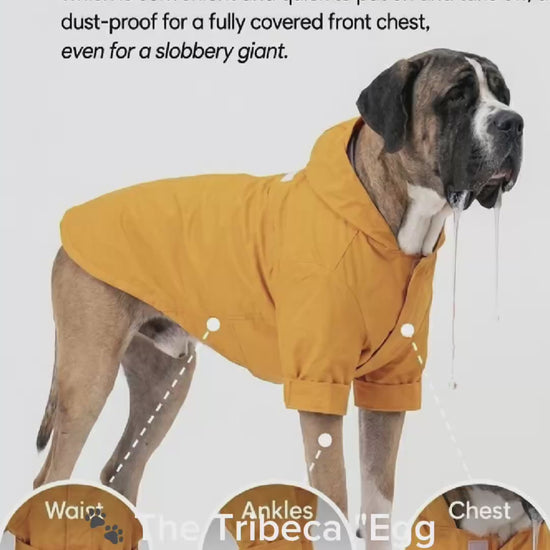 Product showcase video for the Maison Mojo ‘Tribeca’ Egg Yolk dog raincoat. Features a humorous Great Dane ‘slobbery giant’ diagram, a Wire Fox Terrier, and a long-haired Dachshund, highlighting the adjustable velcro design and waterproof high-visibility fabric. video 