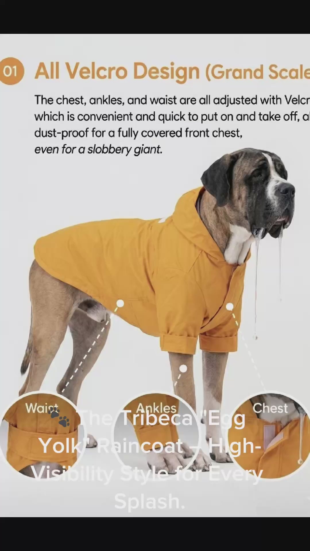 Product showcase video for the Maison Mojo ‘Tribeca’ Egg Yolk dog raincoat. Features a humorous Great Dane ‘slobbery giant’ diagram, a Wire Fox Terrier, and a long-haired Dachshund, highlighting the adjustable velcro design and waterproof high-visibility fabric. video 