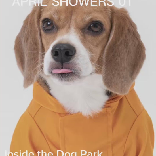 Dog wearing an orange hoodie with a leash on a white background April showers video