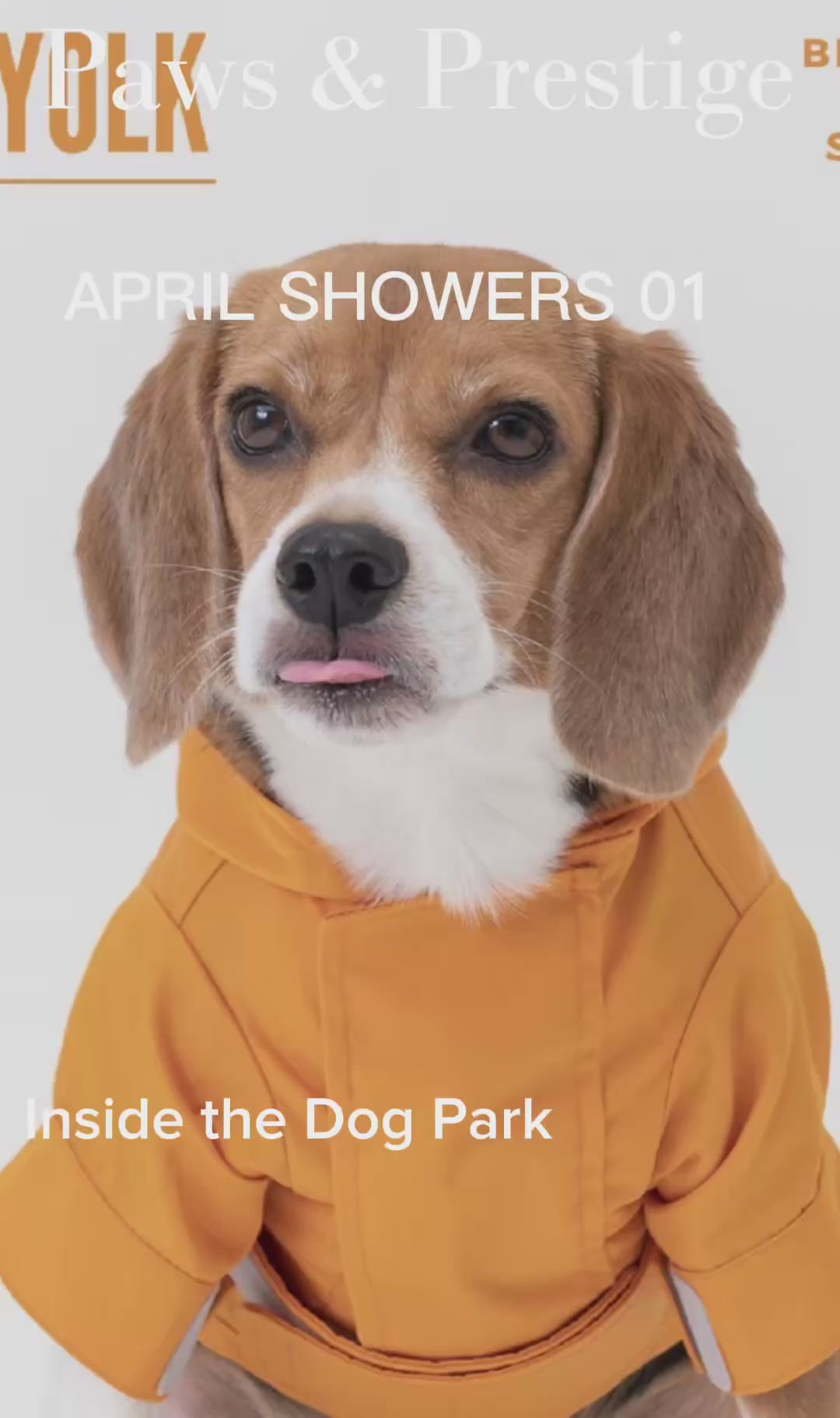 Dog wearing an orange hoodie with a leash on a white background April showers video